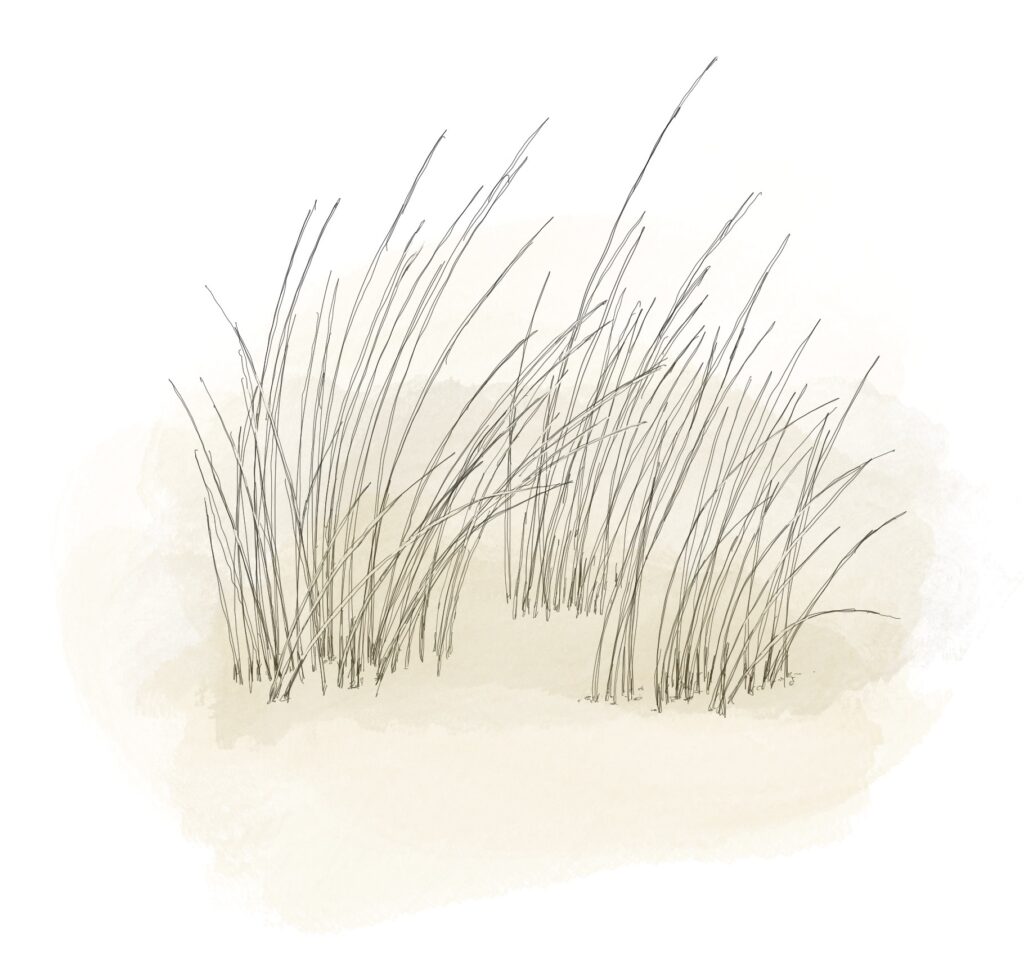 Dessin de végétation présente sur les dunes